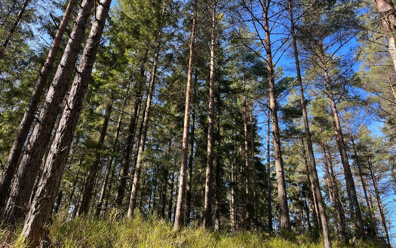 Skog i södra Landvetter. 