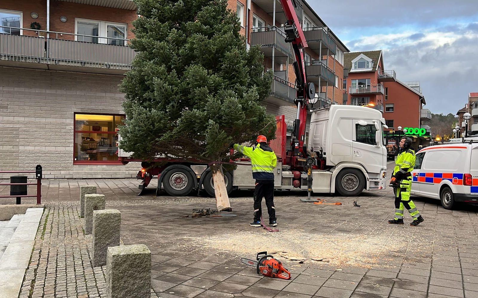 Granen lyfts på plats med hjälp av kranbilen.