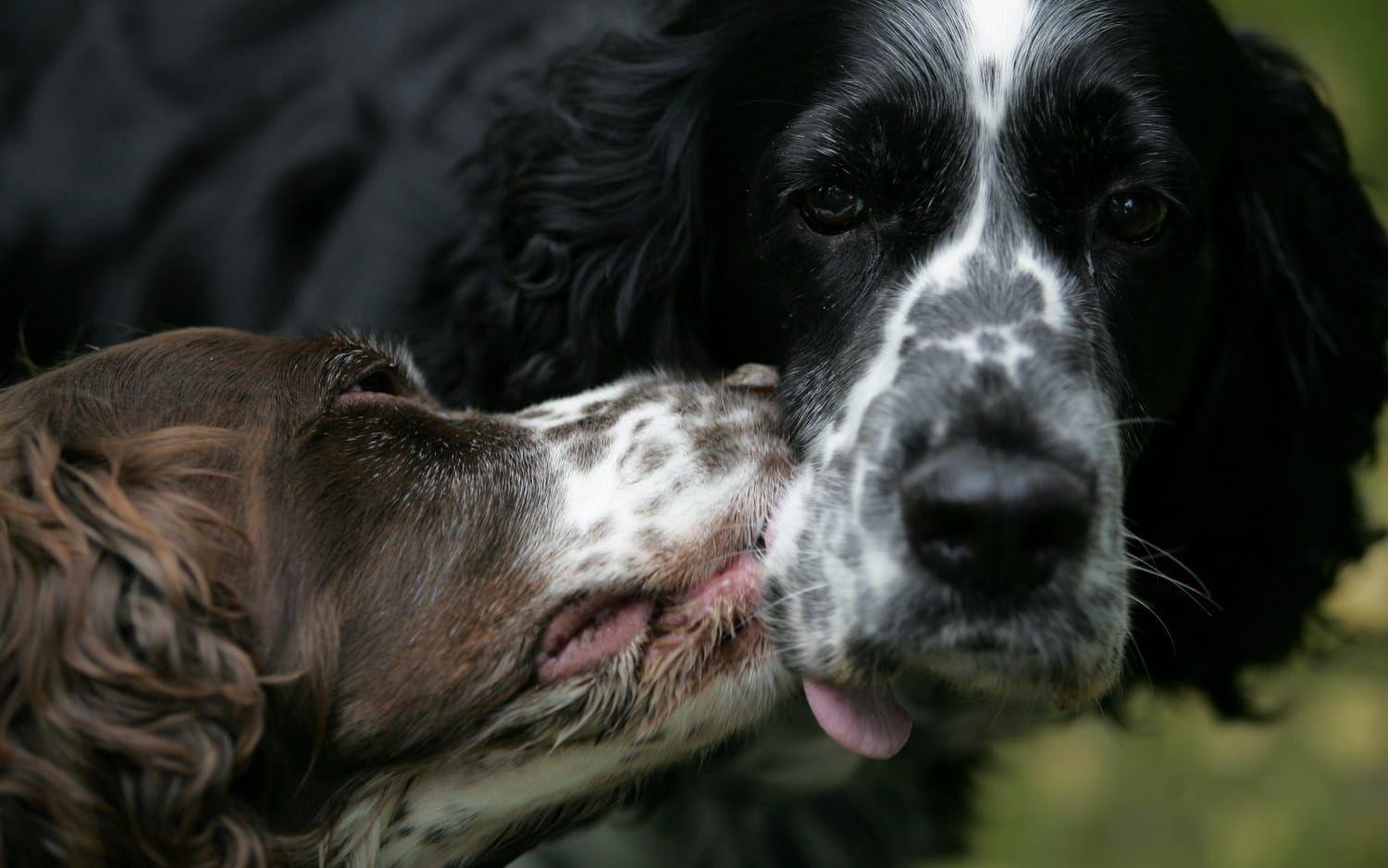 Den engelska springer spanieln är en av de äldsta engelska fågelhundarna, och trivs bra i en aktiv familj.