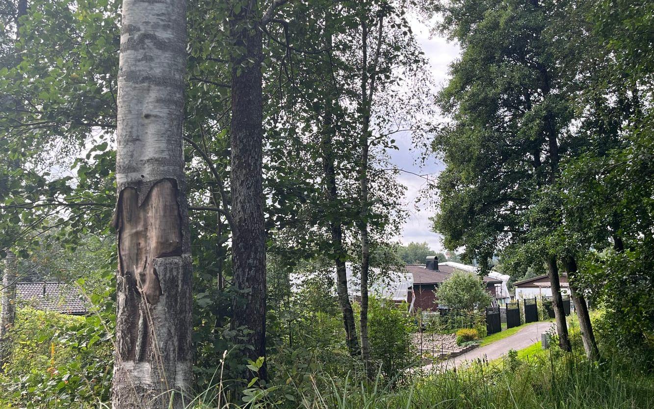 Vissa träd vid bostadsområdet är i sämre skick, menar Kerstin Badran. 