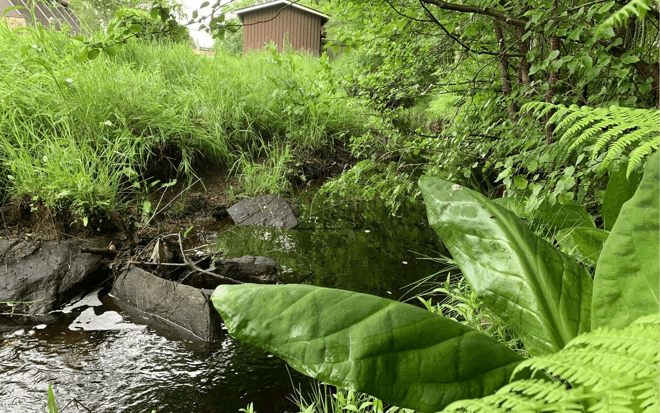 Samtliga fynd av gul skunkkalla i Björketorp, Rävlanda 2022. Registrerat som fyra fynd. Bild: Robert Knubb Länsstyrelsen Västra Götaland.